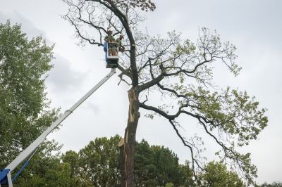 Tree Debris Removal