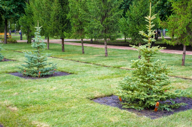 Privacy Trees Planting in Honolulu, HI