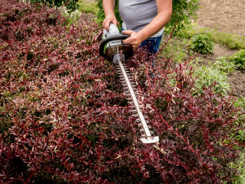 Shrub Trimming in Honolulu, HI